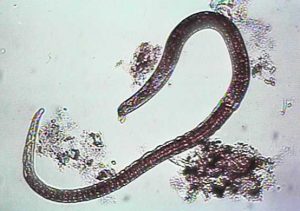 Trichinella spiralis este un nematod localizat intracelular, atât în stadiul larvar cât şi ca adult. Parazitul este introdus în tractul digestiv uman sub formă de larvă închistată în muşchii unor animale. Sub acţiunea enzimelor digestive ale stomacului larvele sunt eliberate din chistul muscular, ajung în intestinul subţire, patrund în citoplasma enterocitelor şi în decurs de 30 de ore se dezvoltă paraziţii adulţi. Dupa 6 zile de la acuplare, femela începe să depună larve mobile timp de 4-6 săptămâni. Larvele juvenile patrund in vasele limfatice sau sanguine, ajungând în circulaţia generală, care le transportă în tot organismul, părăsesc apoi circulaţia şi intră in miocitele mature unde se închistează producând boala numită trichineloză.